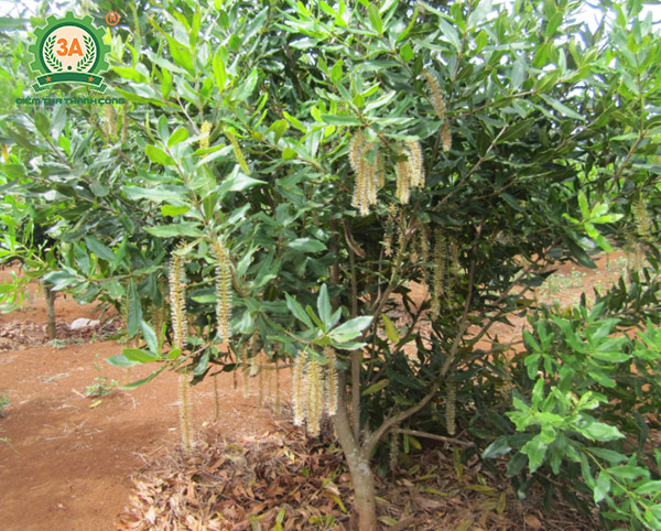 Kỹ thuật trồng cây mắc ca (13)