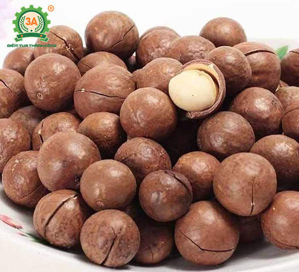 Kỹ thuật trồng cây mắc ca (17)