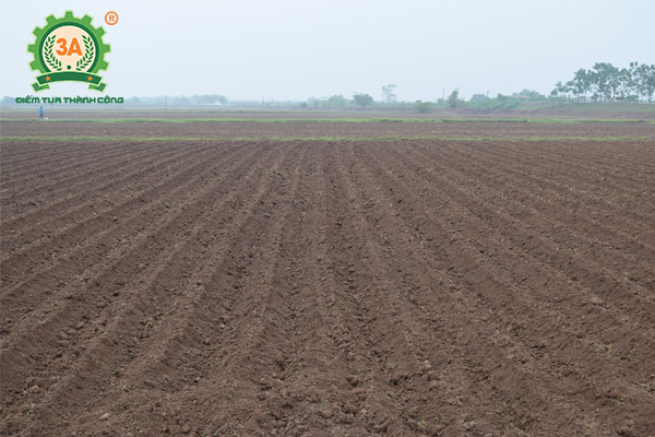 Kỹ thuật trồng khoai tây (02)