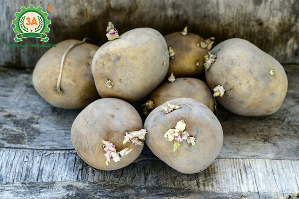 Kỹ thuật trồng khoai tây (03)
