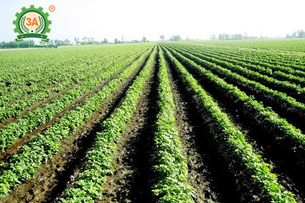 Kỹ thuật trồng khoai tây (07)