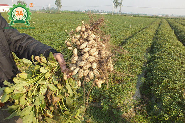Kỹ thuật trồng lạc (01)