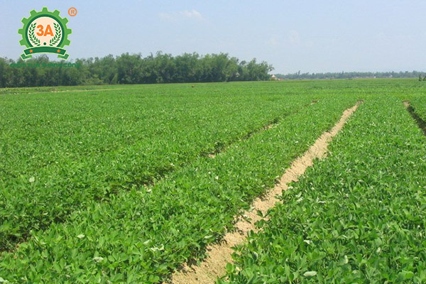 Kỹ thuật trồng lạc (02)