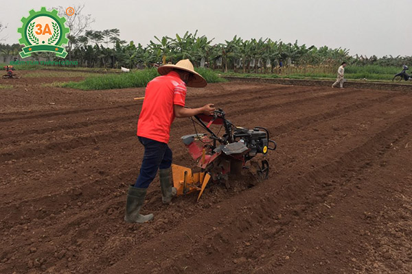 Kỹ thuật trồng lạc (03)