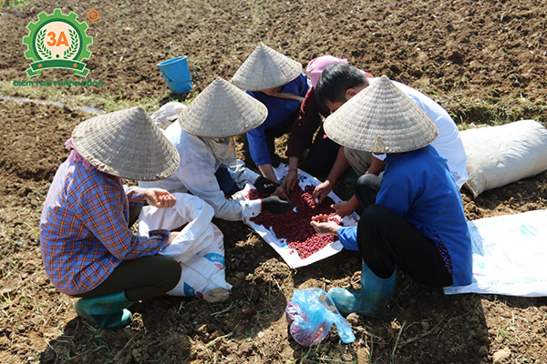 Kỹ thuật trồng lạc (05)
