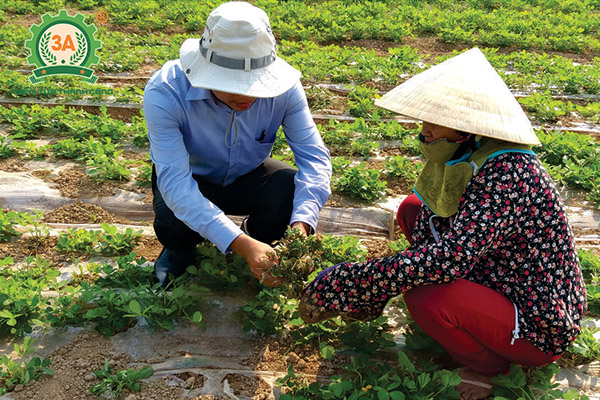 Kỹ thuật trồng lạc (06)