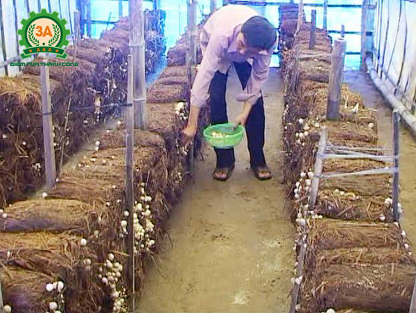 Kỹ thuật trồng nấm rơm trong nhà: Thu hoạch nấm rơm
