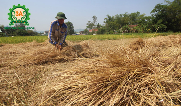 Kỹ thuật trồng nấm rơm trong nhà: Rơm được phơi khô