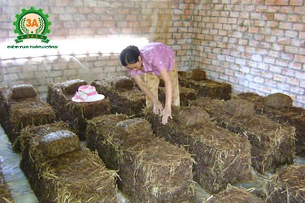Kỹ thuật trồng nấm rơm trong nhà: Ánh sáng nơi trồng nấm