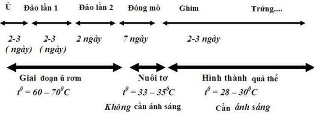 kỹ thuật trồng nấm trong nhà
