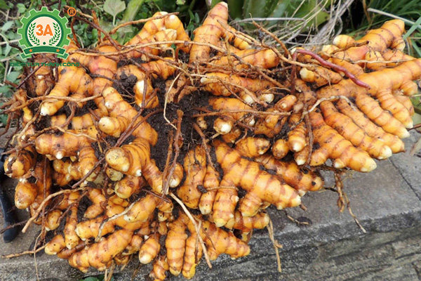 Kỹ thuật trồng nghệ vàng (03)