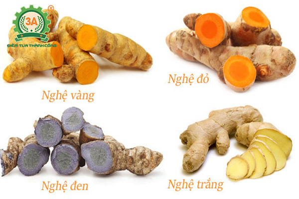 Kỹ thuật trồng nghệ vàng (04)