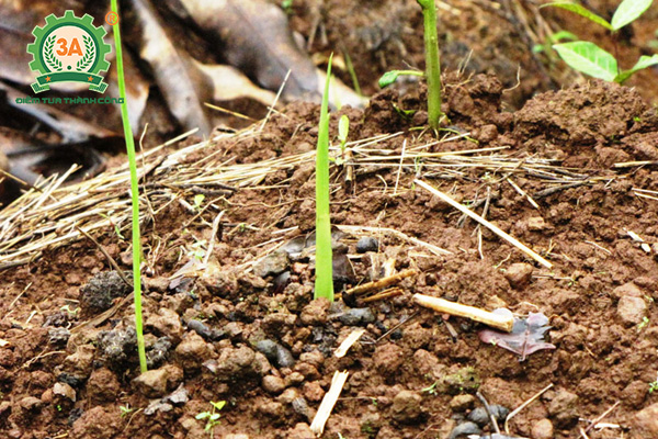 Kỹ thuật trồng nghệ vàng (06)