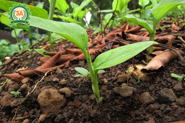 Kỹ thuật trồng nghệ vàng (07)