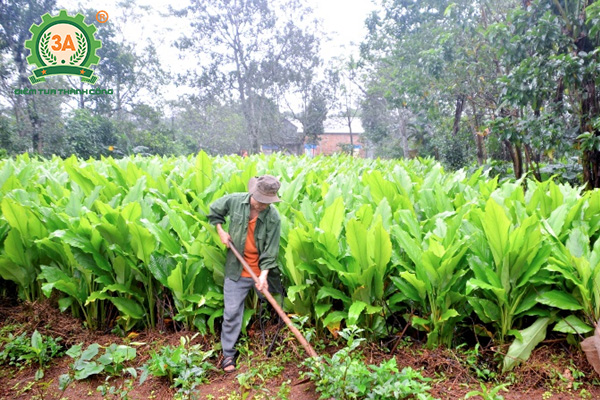 Kỹ thuật trồng nghệ vàng (08)