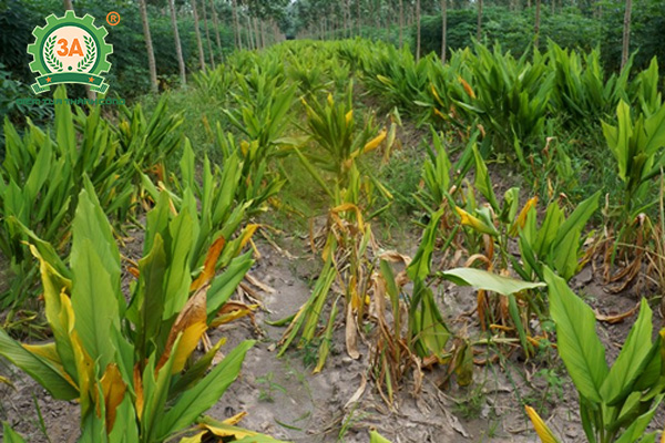 Kỹ thuật trồng nghệ vàng (09)