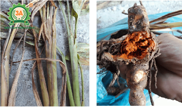 Kỹ thuật trồng nghệ vàng (10)