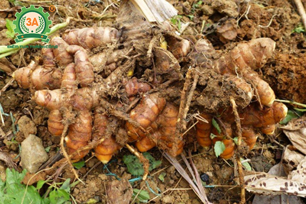 Kỹ thuật trồng nghệ vàng (11)