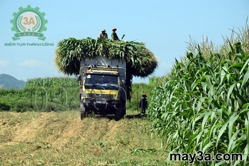 Kỹ thuật trồng ngô sinh khối làm thức ăn cho bò