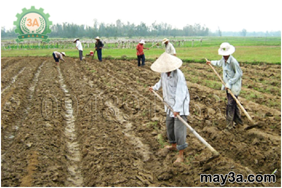 Kỹ thuật trồng ngô sinh khối: Bà con lên luống trồng ngô
