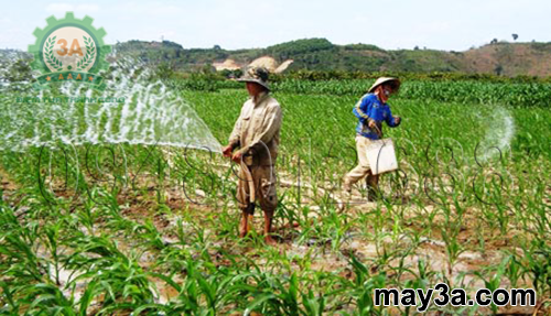 Kỹ thuật trồng ngô sinh khối: Tưới nước đúng theo nhu cầu sinh lý của cây ngô sẽ cho năng suất cao