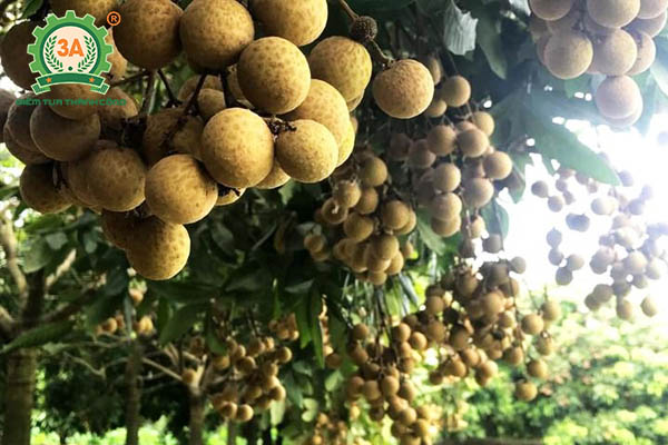 Kỹ thuật trồng nhãn (02)