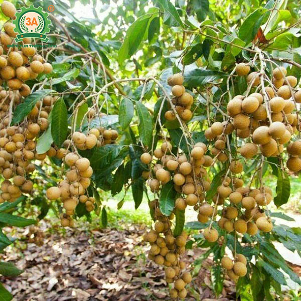 Kỹ thuật trồng nhãn (03)