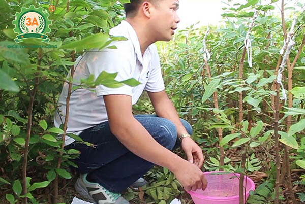 Kỹ thuật trồng nhãn (05)