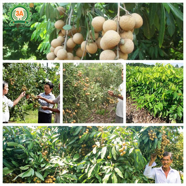 Kỹ thuật trồng nhãn (07)