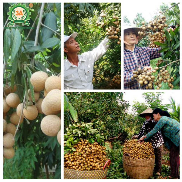 Kỹ thuật trồng nhãn (08)