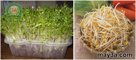 Kỹ thuật trồng rau mầm hiệu quả: Mầm hướng dương (bên trái) - Mầm giá đỗ (bên phải)