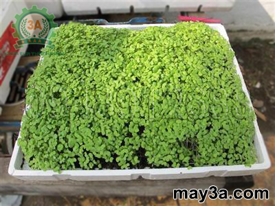 Kỹ thuật trồng rau mầm hiệu quả: Độ dày tầng giá thể trong khay: 2 - 3 cm có trải giấy ăn lên trên