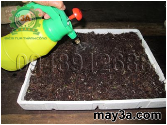 Kỹ thuật trồng rau mầm hiệu quả: Phun nước cho giá thể