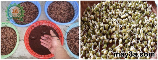 Kỹ thuật trồng rau mầm hiệu quả: Mật độ gieo mầm hạt củ cải đỏ (bên trái), hạt đậu xanh (bên phải)