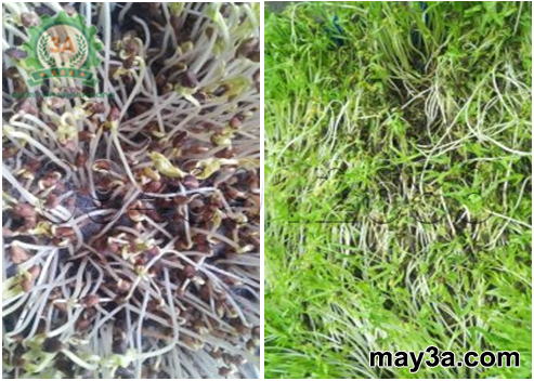 Kỹ thuật trồng rau mầm hiệu quả: Bệnh thối nhũn trên cây rau mầm