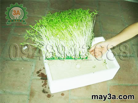 Kỹ thuật trồng rau mầm hiệu quả: Trồng rau mầm không dùng đất