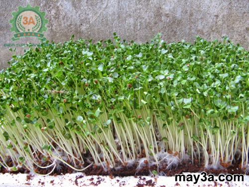 Kỹ thuật trồng rau mầm hiệu quả