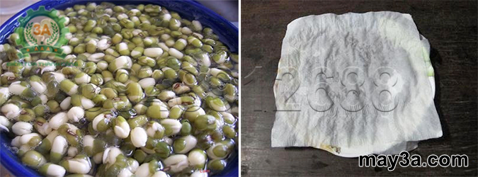 Kỹ thuật trồng rau mầm hiệu quả