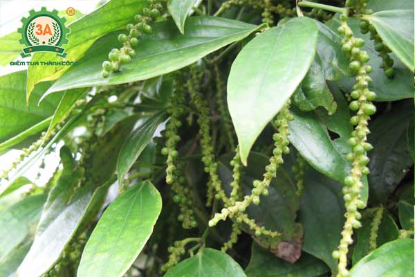 Kỹ thuật trồng tiêu (02)