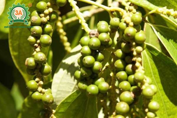 Kỹ thuật trồng tiêu (03)