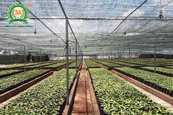 Kỹ thuật trồng tiêu (04)