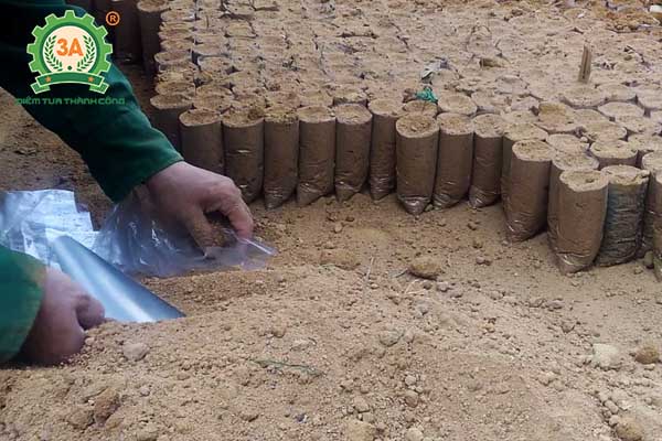 Kỹ thuật trồng tiêu (06)