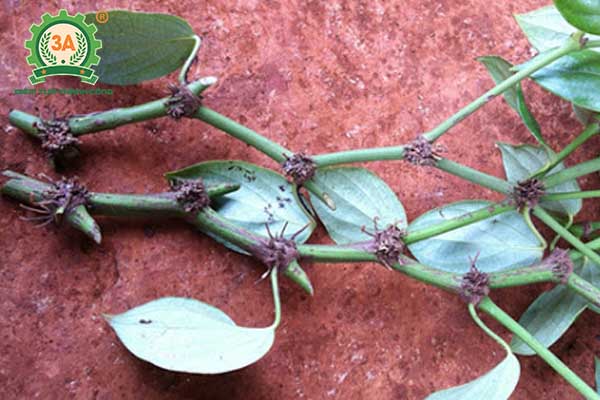 Kỹ thuật trồng tiêu (07)