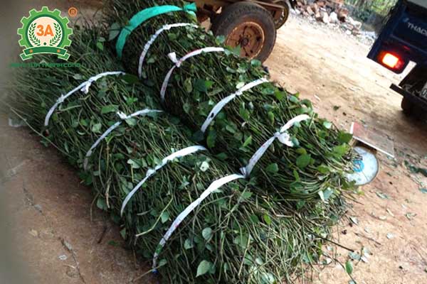 Kỹ thuật trồng tiêu (08)