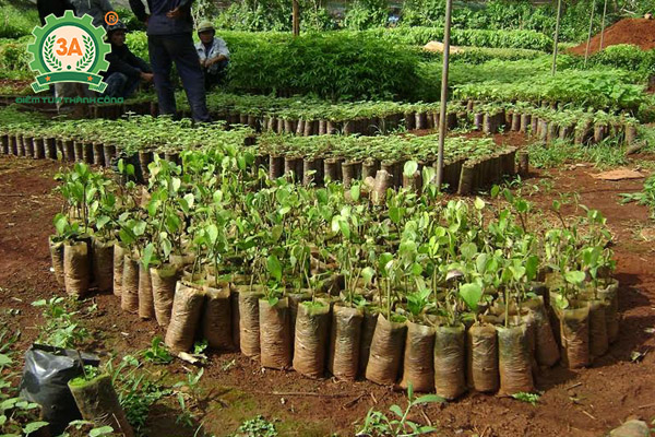 Kỹ thuật trồng tiêu (09)