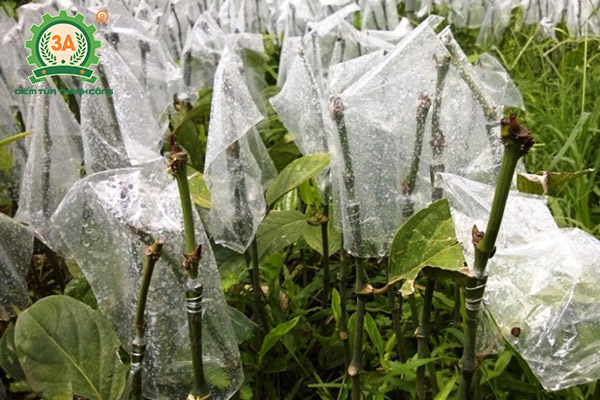 Kỹ thuật trồng tiêu (10)