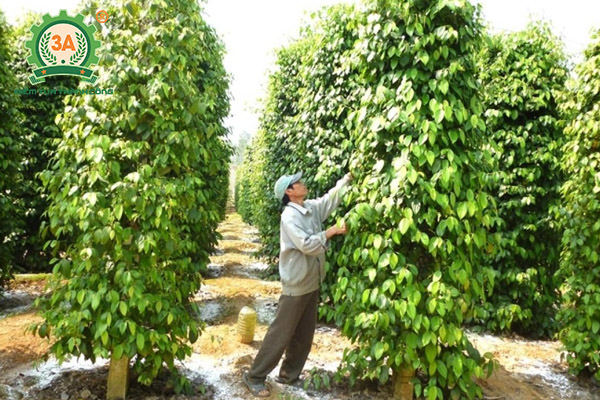 Kỹ thuật trồng tiêu (11)