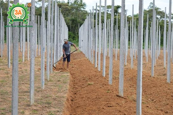 Kỹ thuật trồng tiêu (12)
