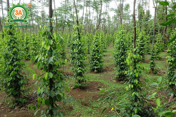 Kỹ thuật trồng tiêu (13)