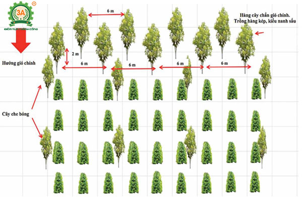 Kỹ thuật trồng tiêu (14)